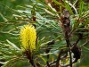 Yellow Banksia
